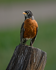 Robin LVS00008